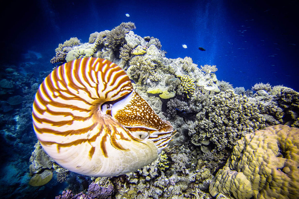 Scuba Diving, Resorts, & Liveaboards in Palau Ultimate Dive Travel